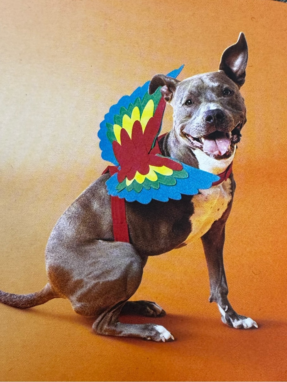 Boots & Barkley Red Harness with Multicolor Parrot Wings - S/M